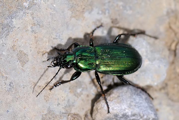 aiuto identificazione: Poecilus lepidus schatzmayri