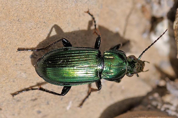 aiuto identificazione: Poecilus lepidus schatzmayri