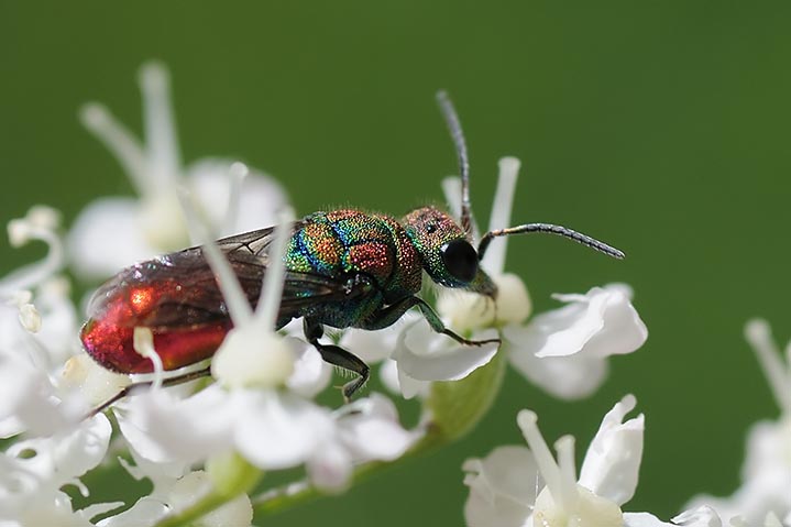 chrysis quale ? Chrysura hybrida