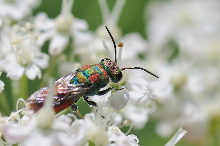 chrysis quale ? Chrysura hybrida