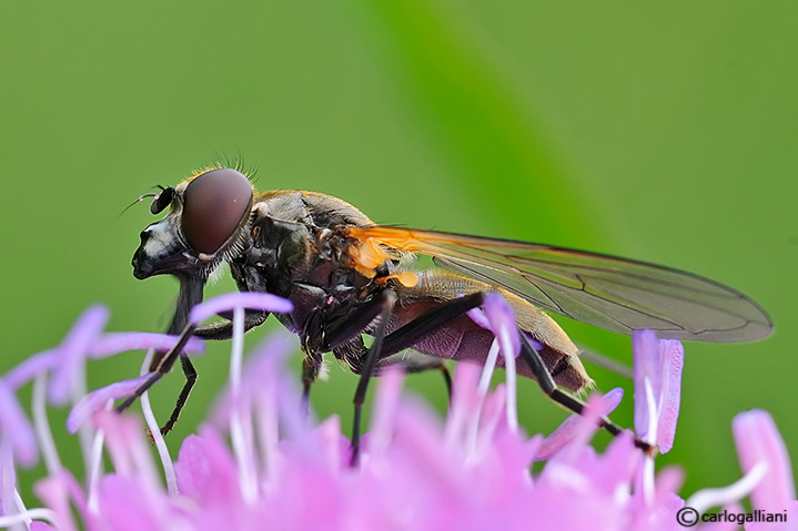 Cheilosia sp. ♂  (Syrphidae)