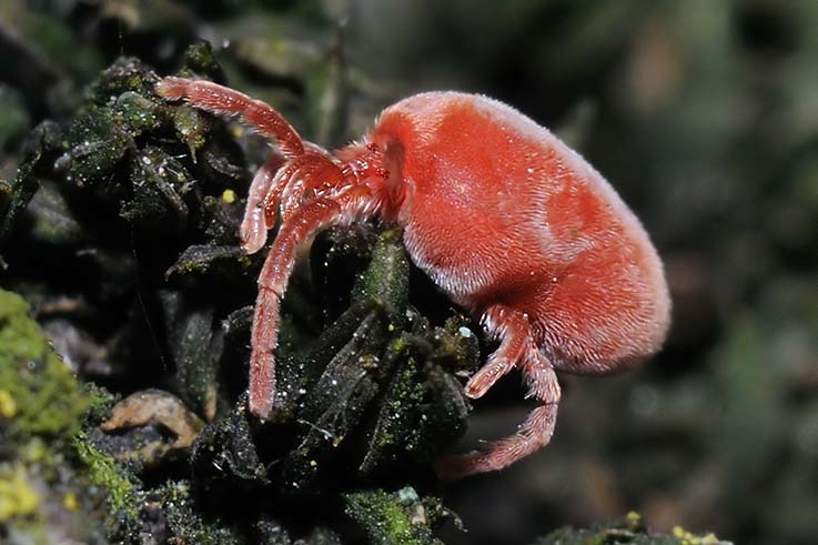 Trombidium sp.