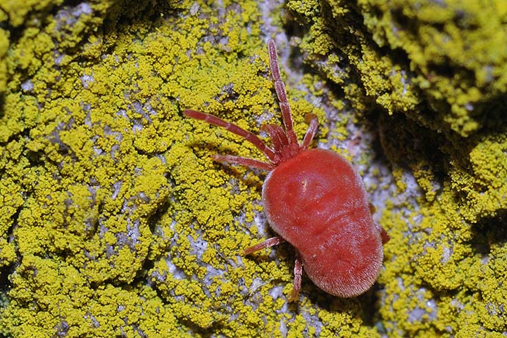 Trombidium sp.