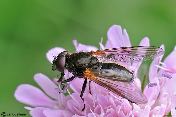 Cheilosia sp. ♂  (Syrphidae)