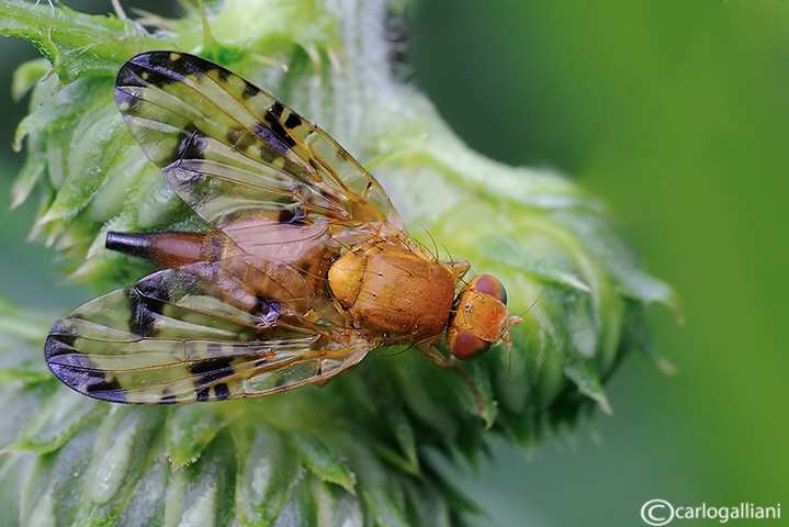 identificazione Tephritidae