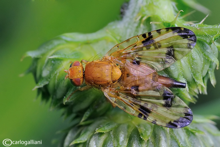identificazione Tephritidae