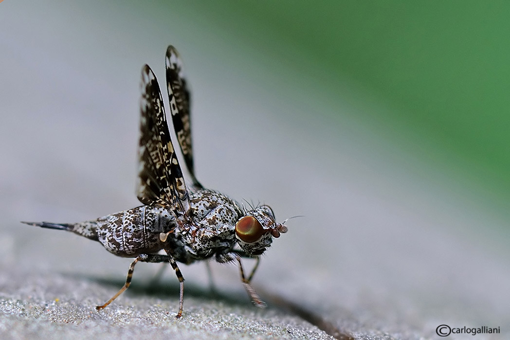 La Callopistromyia annulipes  c'' ancora