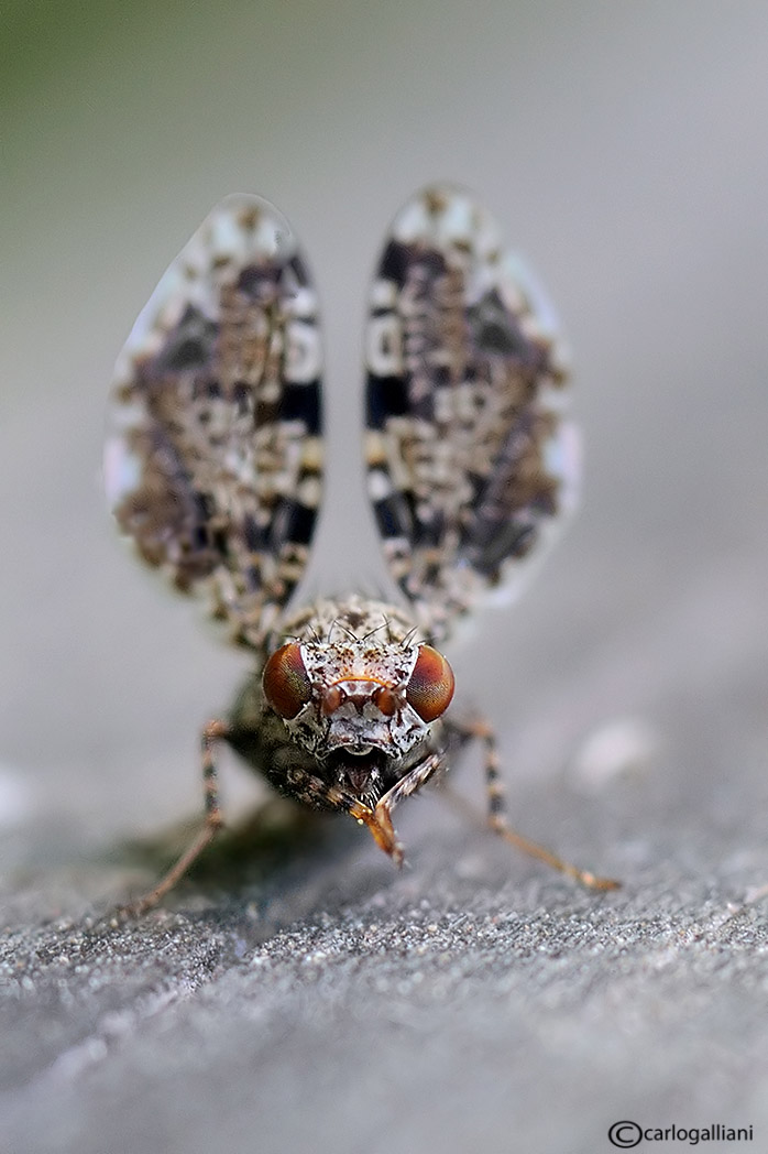 La Callopistromyia annulipes  c'' ancora