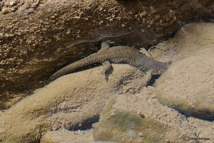 aiuto identificazione - Calotriton asper