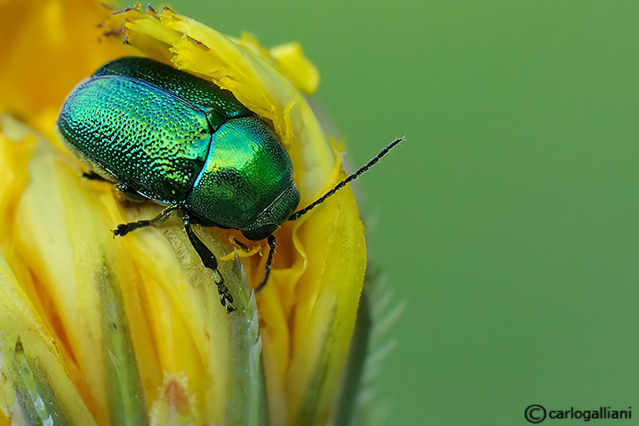 Piccolo gioiellino: Cryptocephalus transiens