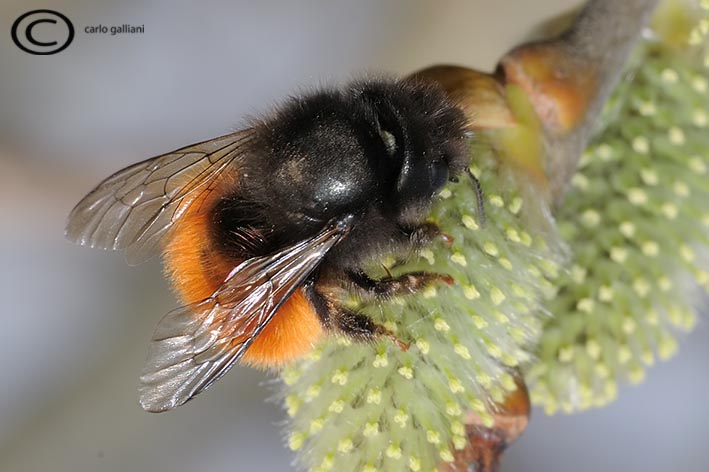 Osmia cornuta M e F (Apidae Megachilinae).