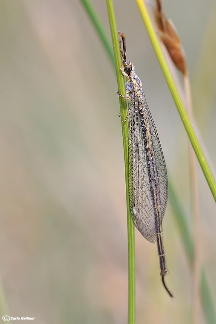 Macronemurus appendiculatus