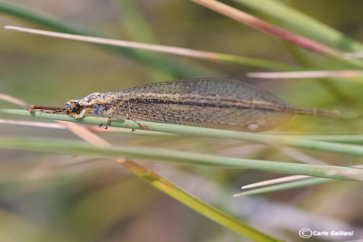 Macronemurus appendiculatus