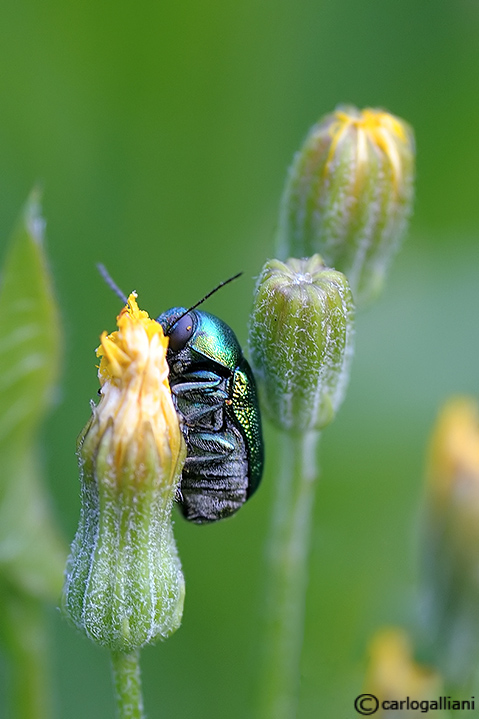 Piccolo gioiellino: Cryptocephalus transiens