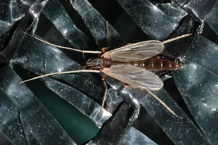 Chirionomidi