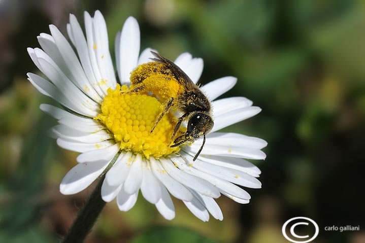 Femmina di Apidae Halictinae impollinata