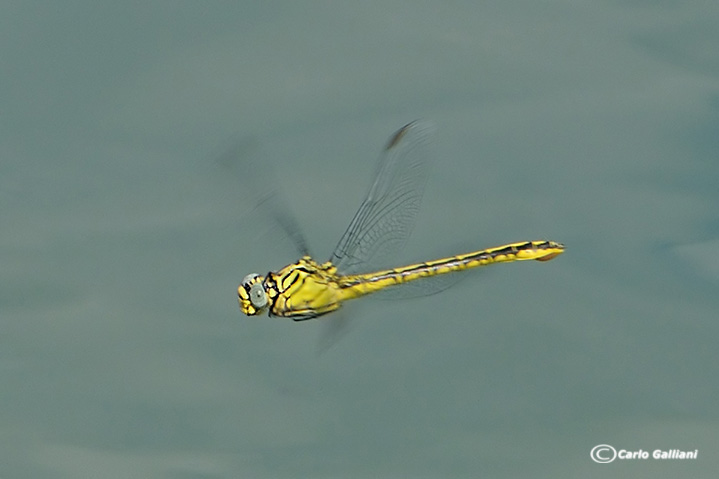 gomphus flavipes