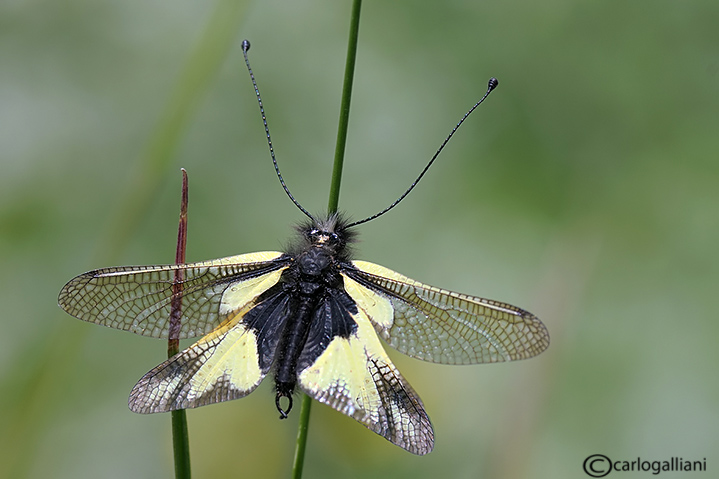 Libelloides coccajus