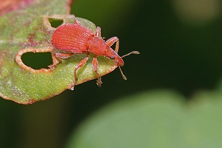 identificazione curculionide: Apion