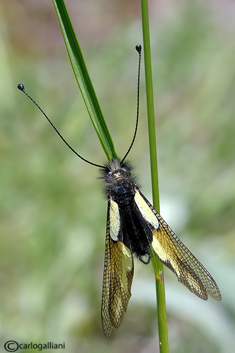 Libelloides coccajus