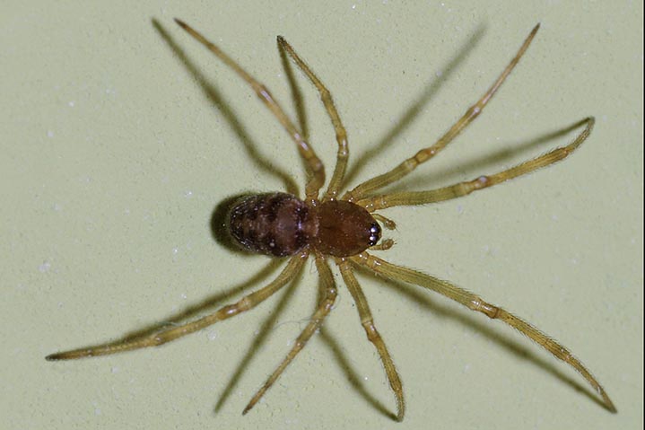 Steatoda triangulosa