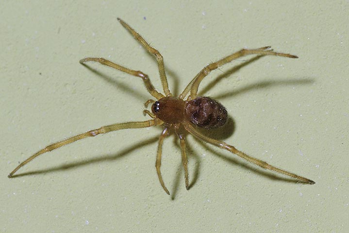 Steatoda triangulosa
