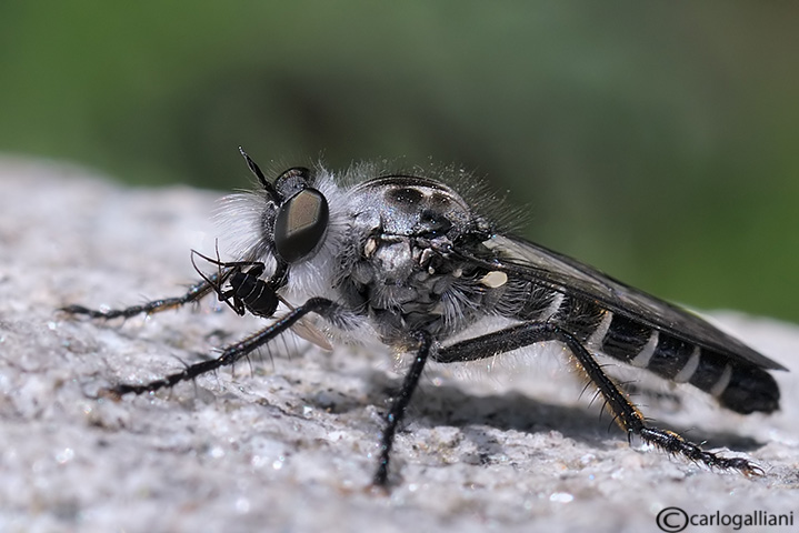 Qualcuno conosce gli asilidae??