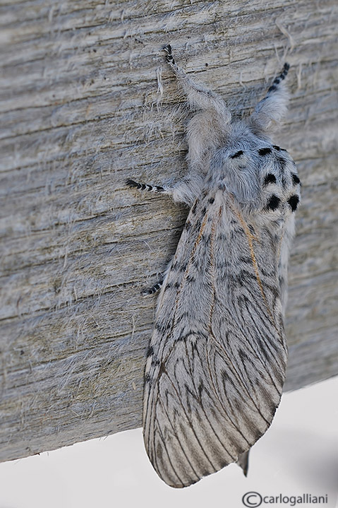 Grossa falena alpina