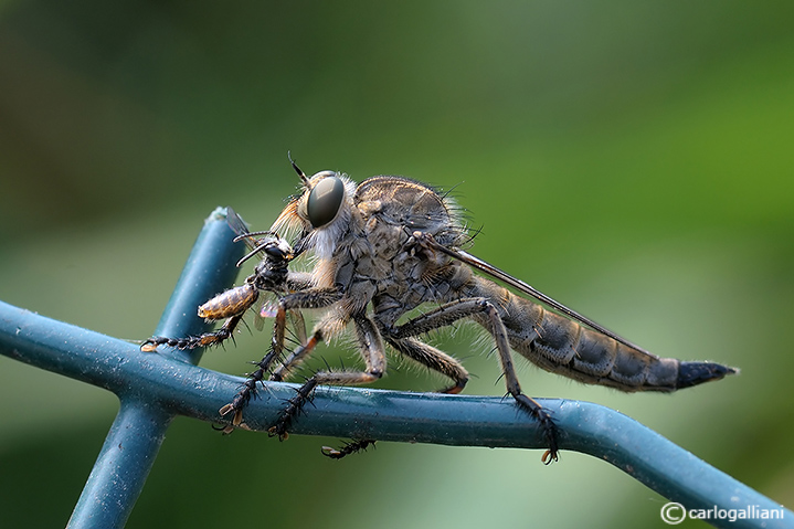 Qualcuno conosce gli asilidae??