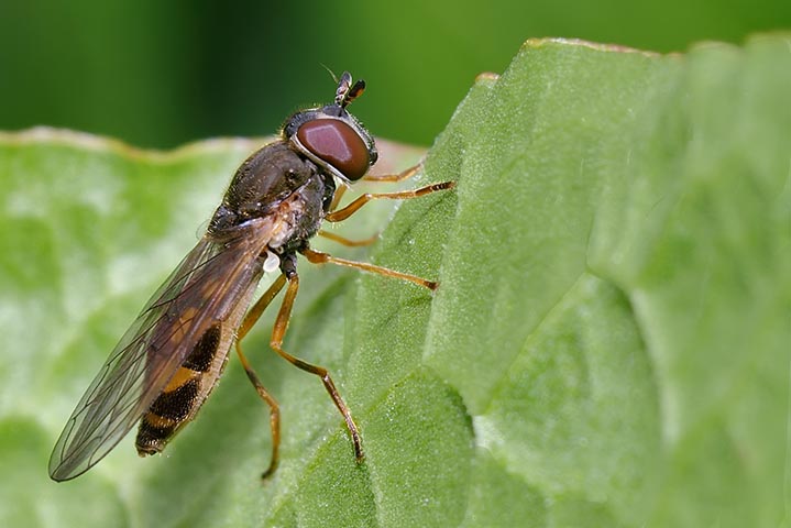 altro sirfide identificazione