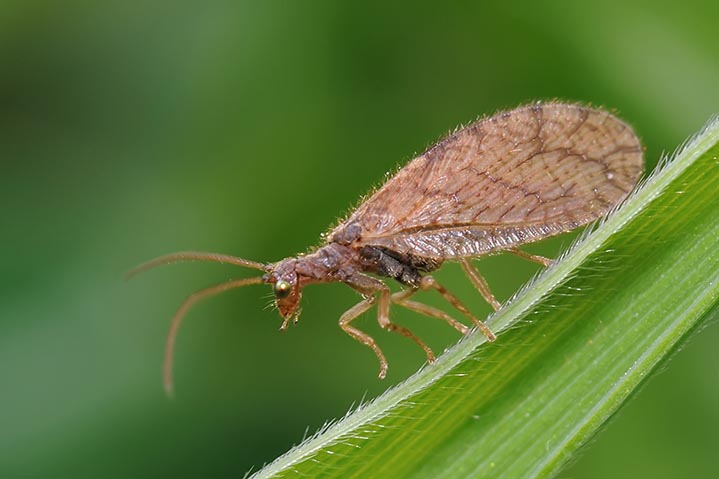 Hemerobidae (Micromus angulatus)