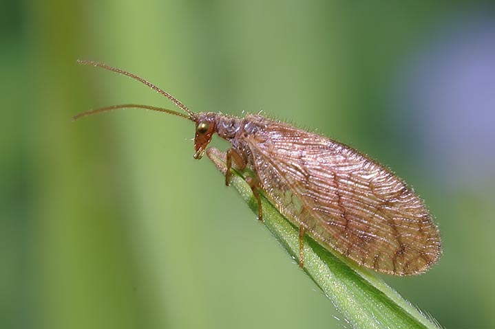 Hemerobidae (Micromus angulatus)