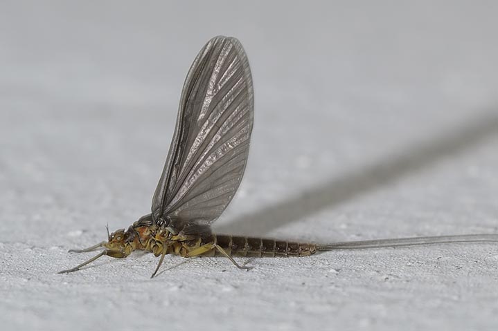 Baetis sp.