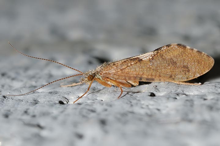 Rhyacophila sp.