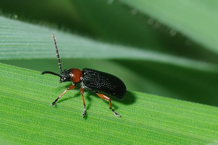 identificazione coleottero: Oulema