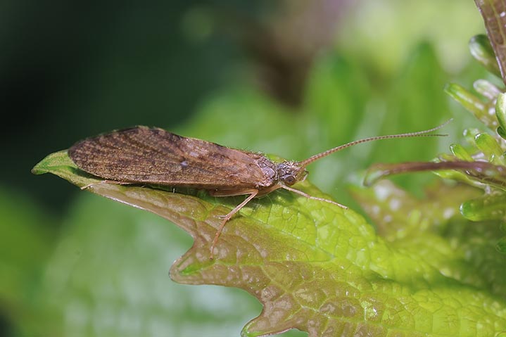 Rhyacophila sp.