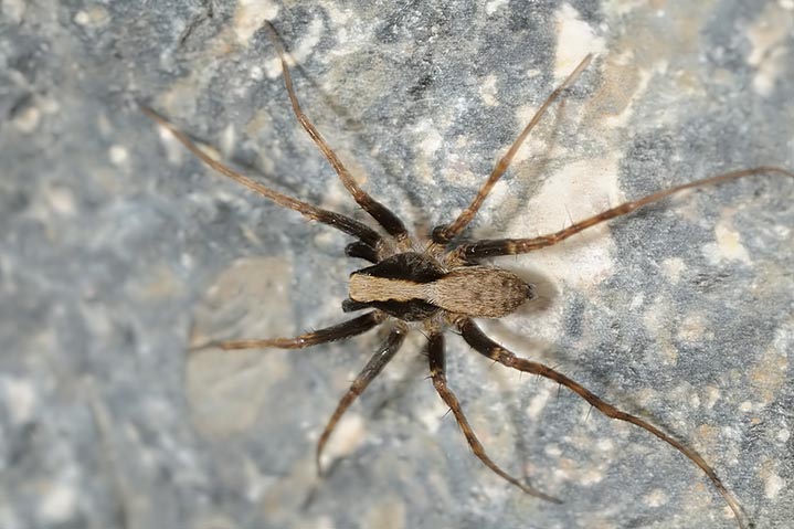 Pardosa sp.