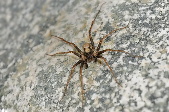 Pardosa sp.