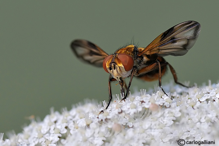 identificazione dittero