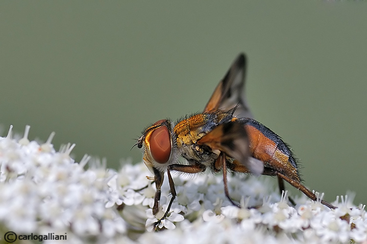 identificazione dittero