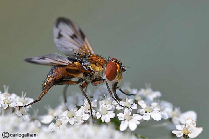 identificazione dittero