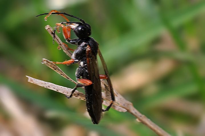 Tenthredinidae: forse Tenthredo sp.