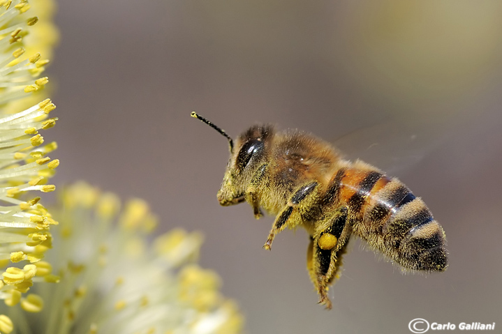 Il richiamo del polline