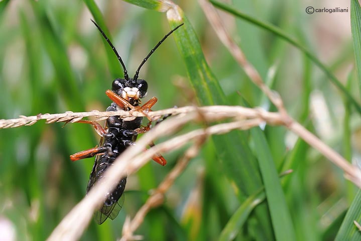 Tenthredinidae: forse Tenthredo sp.
