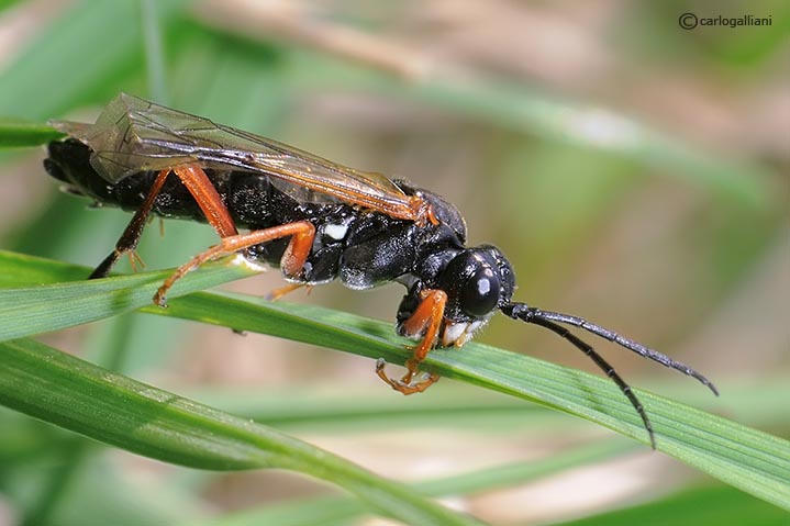 Tenthredinidae: forse Tenthredo sp.