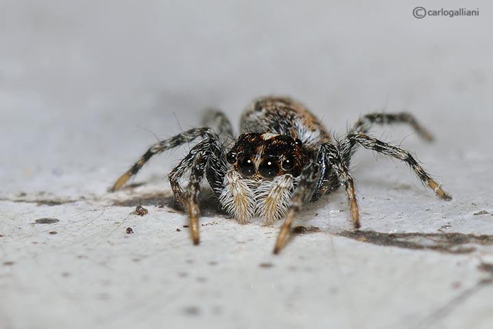 piccolo salticidae ?