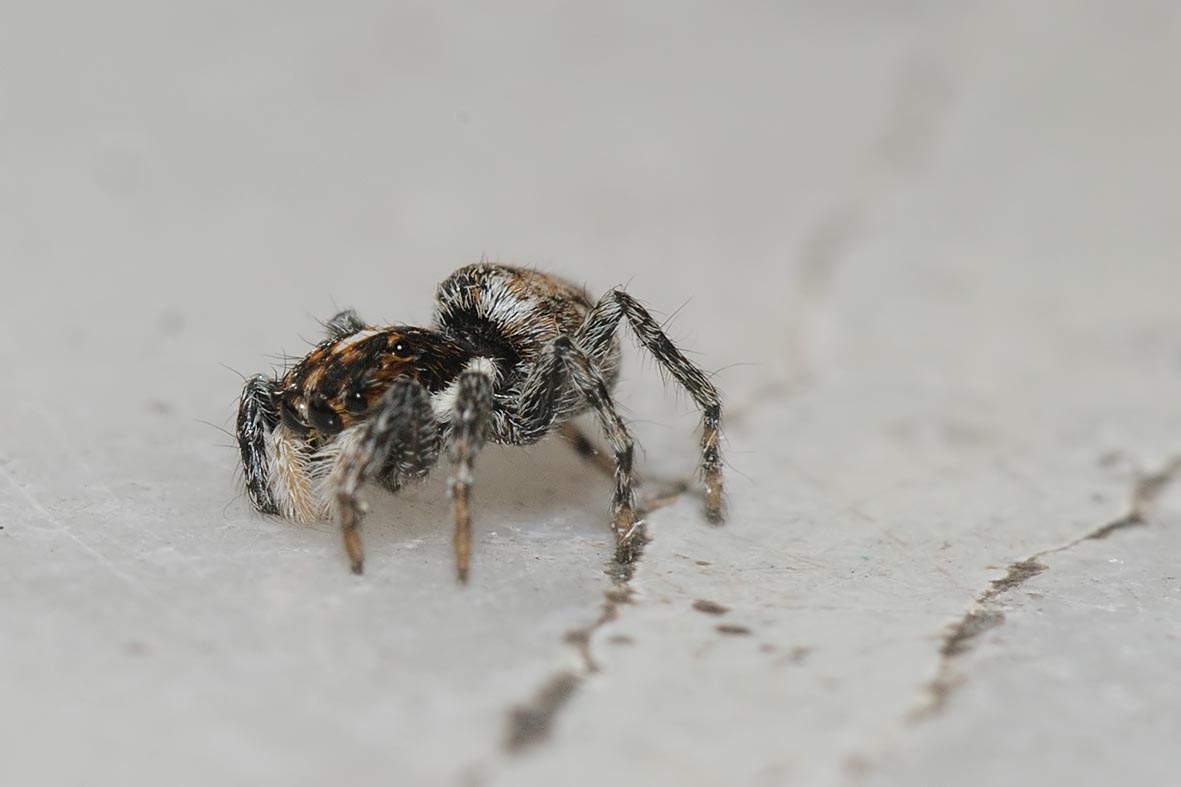 piccolo salticidae ?