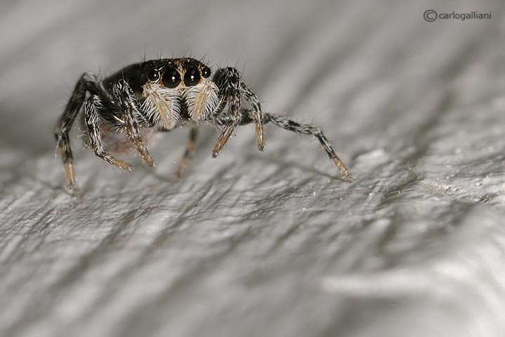piccolo salticidae ?