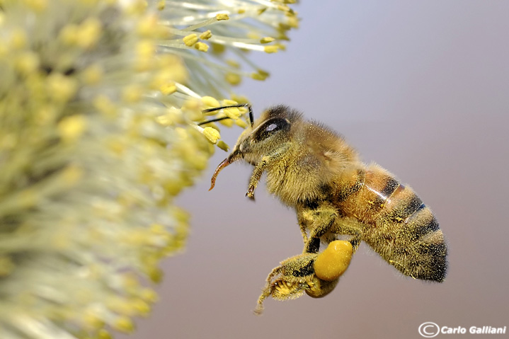Il richiamo del polline