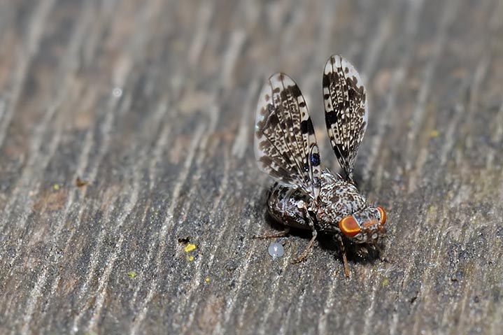 Callopistromyia annulipes (Macquart, 1855) - Ulidiidae